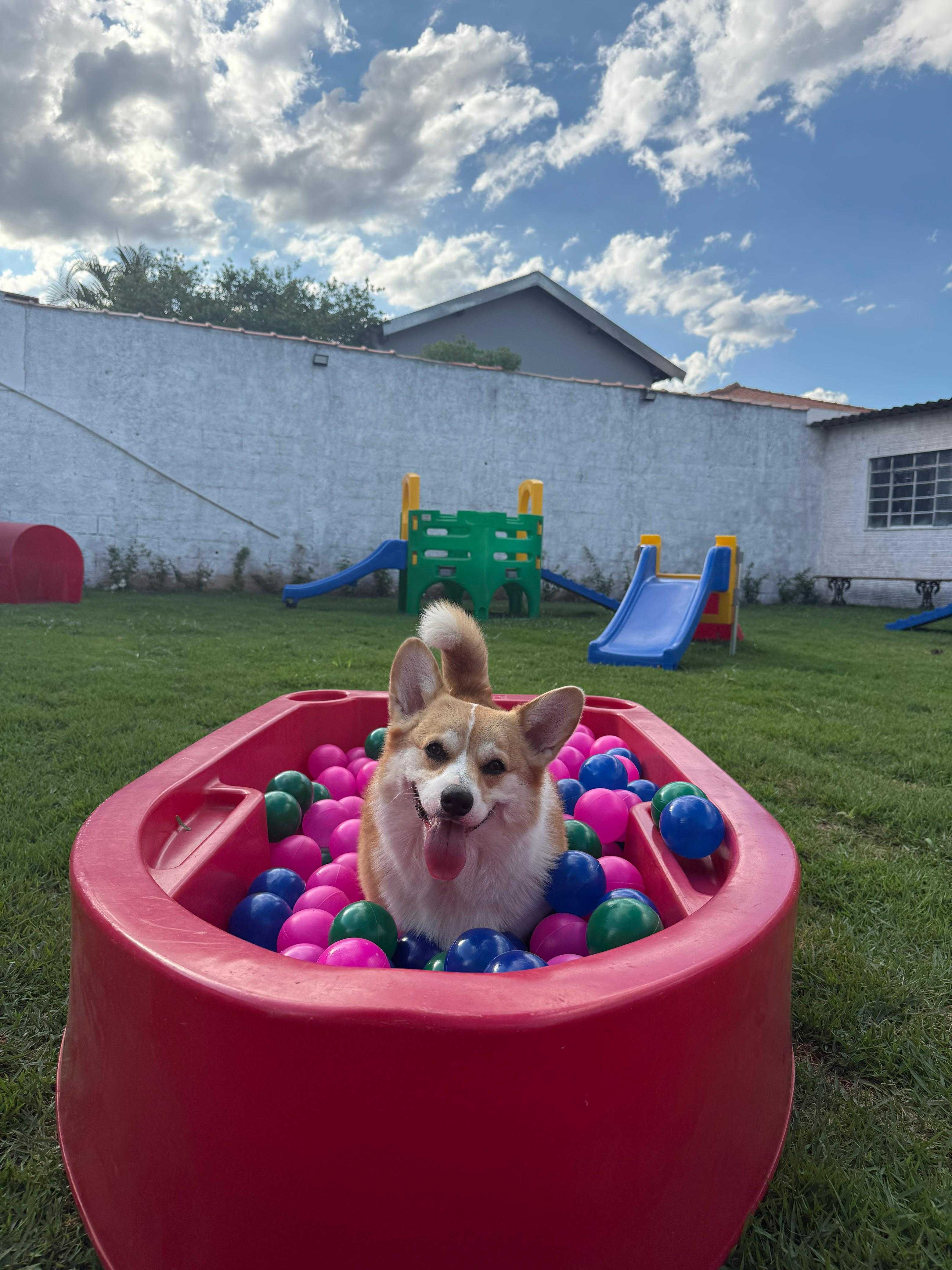 Hotel e Crechet Pet Landing Image